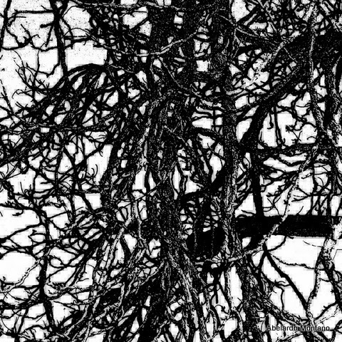 Digital Photography branches12x12.tif original.jpg