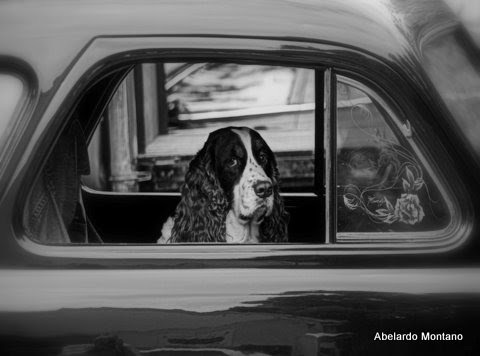 Digital Photography dog11x14 original.jpg