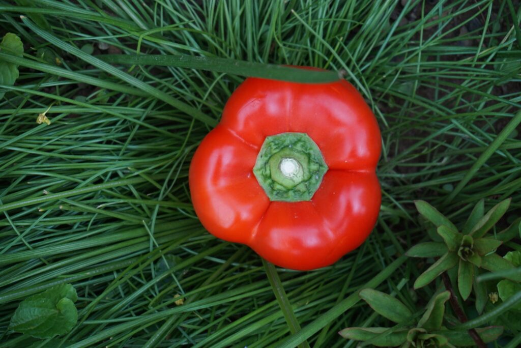 Digital Photography dsc06368 original.jpg