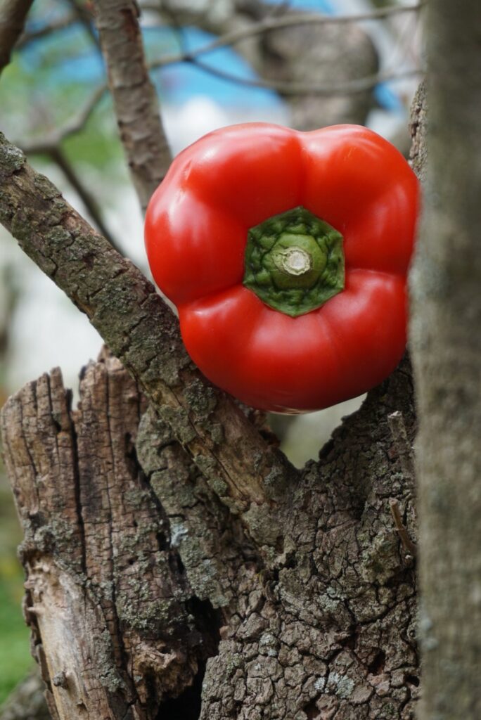 Digital Photography dsc06377 original.jpg