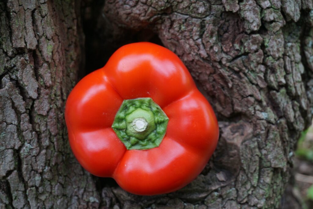 Digital Photography dsc06382 original.jpg