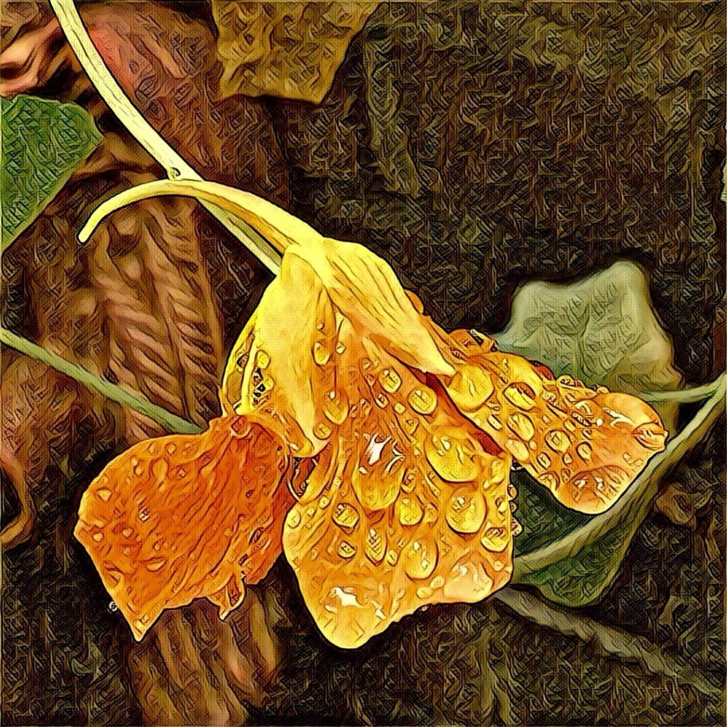 Digital Photography img 1609 original.jpg