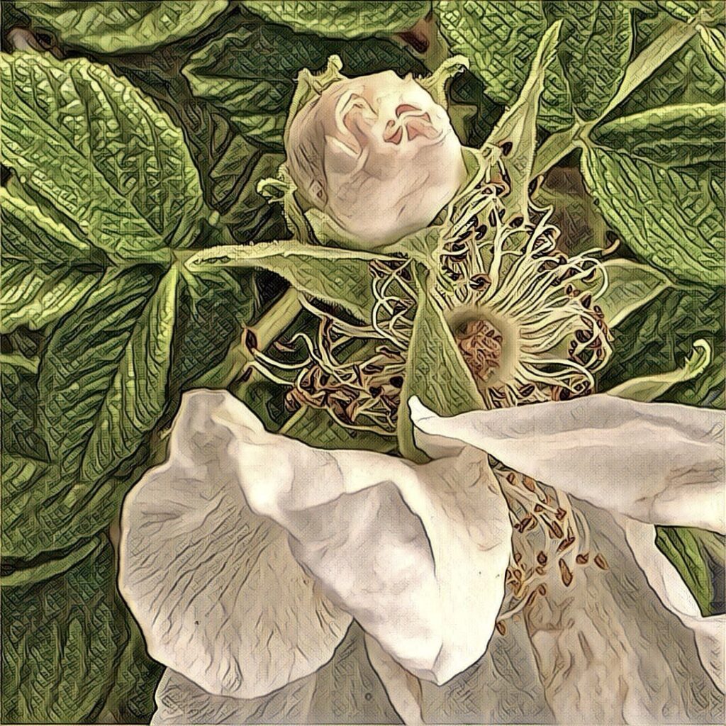 Digital Photography img 1969 original.jpg